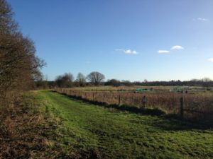 A lovely fresh morning shot of our allotments in February 2016